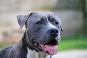 Guliwer Blue Bulldozer